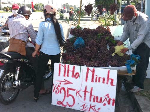 Cách phân biệt nho Ninh Thuận, nho Mỹ với nho Tàu